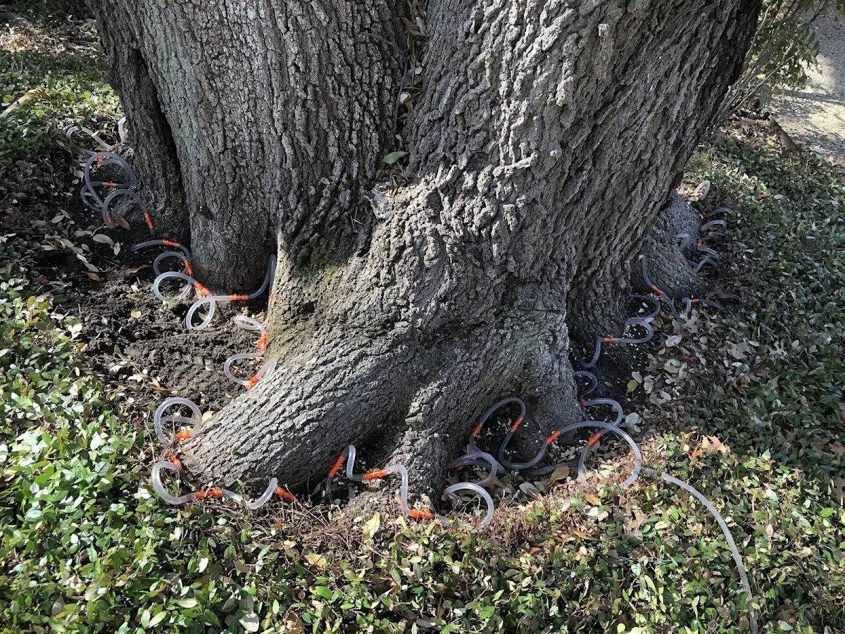 Detailed Tree Cabling and Bracing job site in Saint Peter