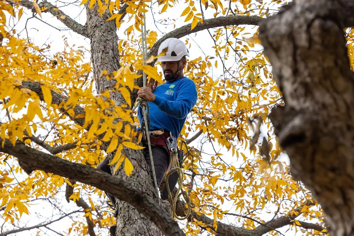 Skilled Tree Planting crew working in Saint Peter