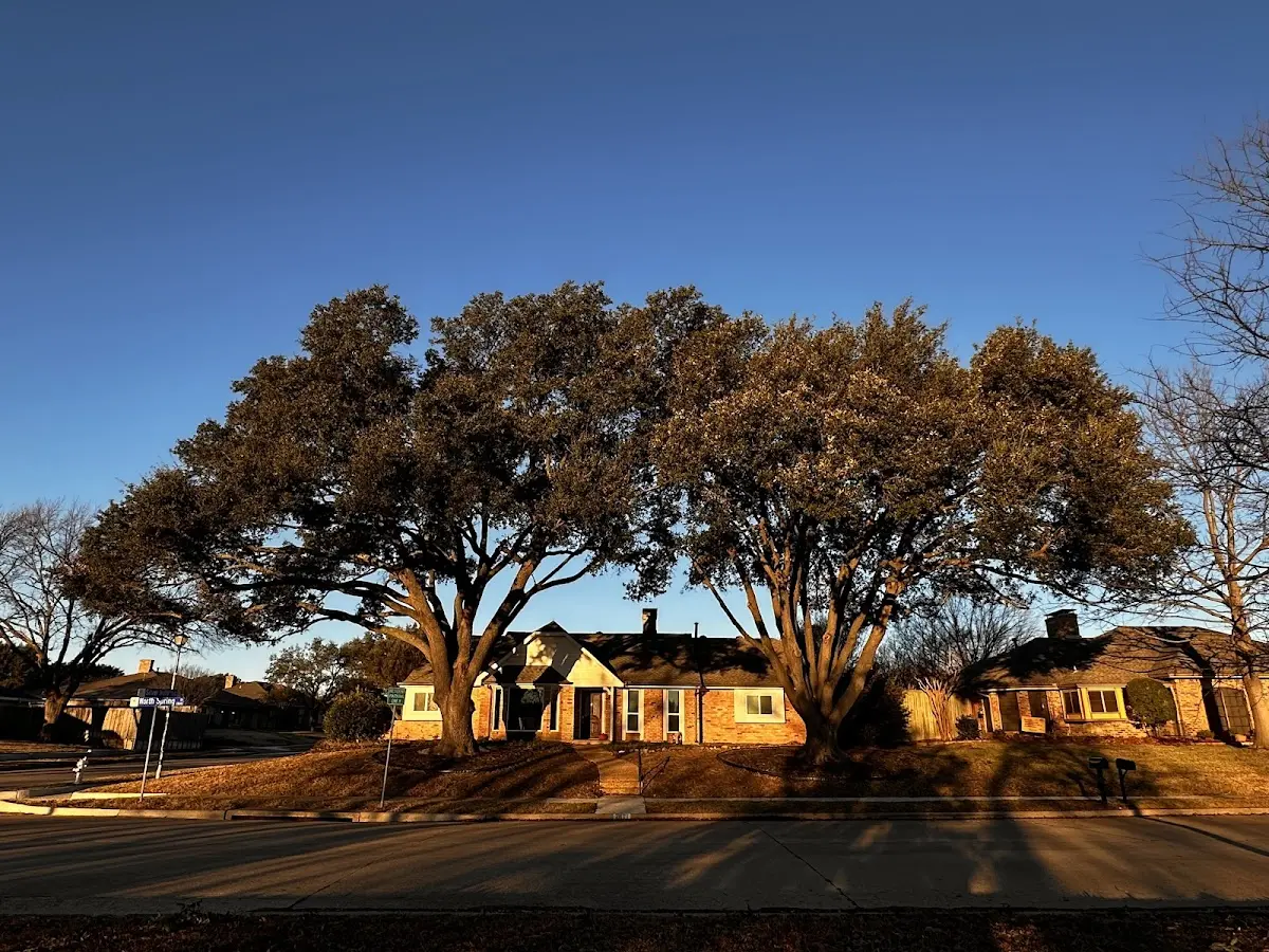 Established residential canopy tree shading a home in Saint Peter